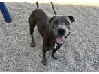 Adopt MISSY a Pit Bull Terrier, Mixed Breed