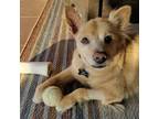 Adopt BUTTERS a Pomeranian, Mixed Breed