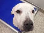 Adopt FRANNY* a Pit Bull Terrier