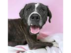 Adopt CANDY CORN* a Boxer, Pit Bull Terrier