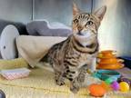 Adopt MARY BERRY a Domestic Short Hair