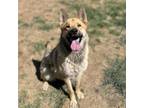 Adopt REYA a German Shepherd Dog, Chow Chow