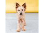 Adopt NELLIE a Yorkshire Terrier