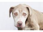 Adopt SOTTO a Pit Bull Terrier