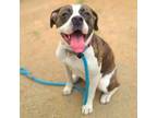 Adopt ROXIE a Staffordshire Bull Terrier, Mixed Breed