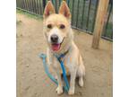 Adopt AGAVE a German Shepherd Dog, Mixed Breed