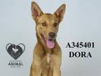 Adopt DORA a German Shepherd Dog