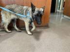 Adopt A515005 a Belgian Shepherd / Malinois, German Shepherd Dog