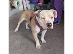 Adopt A689829 a Pit Bull Terrier
