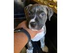 Adopt POKEY a Pit Bull Terrier, Mixed Breed