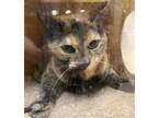 Adopt PAMPOOTIE a Domestic Short Hair