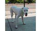 Adopt KAIA a Dogo Argentino, Pit Bull Terrier