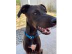 Adopt COCO a Whippet, Mixed Breed