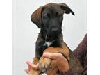 Adopt Heloise a Mixed Breed