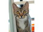 Adopt Nell a Domestic Short Hair