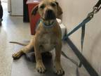 Adopt A238271 a Mastiff, Mixed Breed