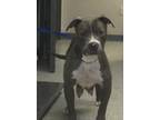 Adopt A238073 a Pit Bull Terrier, Mixed Breed
