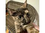 Adopt Carey Fisher a Domestic Short Hair