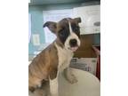Adopt BRISTOW* a Pit Bull Terrier, Mixed Breed