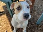 Adopt SAILOR* a Pit Bull Terrier, Mixed Breed