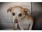 Adopt COCO a Mixed Breed