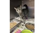Adopt CASSIDY a Domestic Short Hair