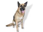 Adopt PEGASUS a German Shepherd Dog