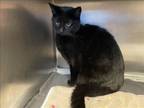 Adopt NESSI a Domestic Short Hair