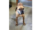 Adopt OLIVE a Boxer
