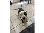 Adopt A132085 a Pit Bull Terrier, Mixed Breed