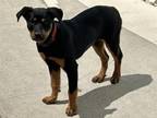 Adopt A132213 a Rottweiler, Mixed Breed