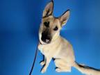 Adopt SADI a German Shepherd Dog