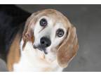 Adopt Mindee a Beagle