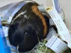 Adopt APPLE a Guinea Pig