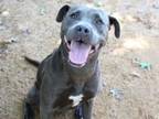Adopt DELPHI a American Staffordshire Terrier, Mixed Breed