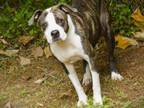 Adopt GRAVY a American Staffordshire Terrier, Mixed Breed