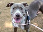 Adopt BEBE a American Staffordshire Terrier, Mixed Breed