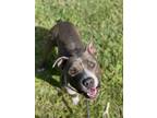 Adopt SYLVIE a American Staffordshire Terrier, Mixed Breed