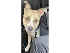 Adopt ROSI a American Staffordshire Terrier