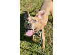 Adopt ANGEL a American Staffordshire Terrier, Mixed Breed