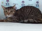 Adopt ZOEY a Domestic Short Hair