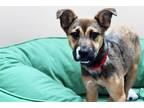 Adopt PEONY a German Shepherd Dog, Mixed Breed