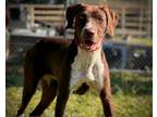 Adopt JENNY a German Shorthaired Pointer