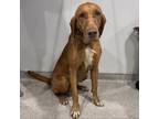 Adopt Rosetta a Bloodhound