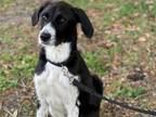 Adopt SLINKY a Mixed Breed