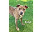 Adopt RACHEL a Pit Bull Terrier