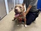 Adopt WENDY a Pit Bull Terrier