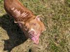 Adopt FIREFAWN a Pit Bull Terrier, Mixed Breed