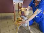 Adopt CHALUPA a American Staffordshire Terrier, Mixed Breed