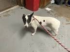 Adopt SWEETIE a Parson Russell Terrier, Mixed Breed
